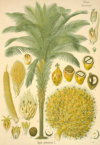 Botanical illustration of Elaeis guineensis